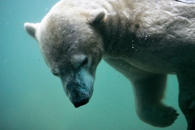 On the surface of the polar bear in swimming
